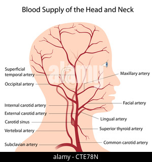 Blood supply of the head and neck Stock Photo
