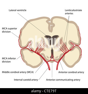 Middle cerebral artery and branches Stock Photo