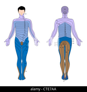 Dermatome Stock Photo - Alamy