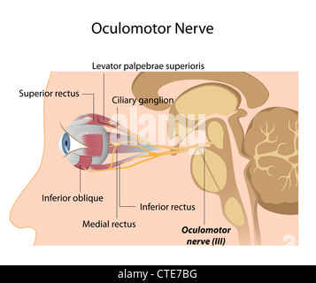 The Oculomotor nerve Stock Photo