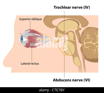 Trochlear and Abducens nerves Stock Photo