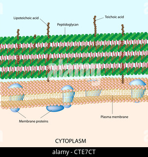 Gram positive bacterial cell wall Stock Photo