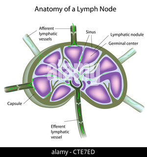 Structure of a lymph node