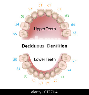 Deciduous dentition (baby teeth Stock Photo - Alamy