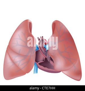 Human Heart Cross Section With Vessels Lungs Bronchial Tree And Cut Rib Cage On White