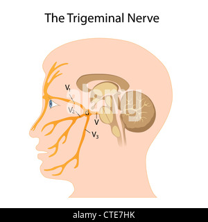 The trigeminal nerve Stock Photo