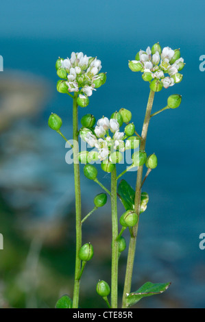 COMMON SCURVYGRASS Cochlearia officinalis (Brassicaceae) Stock Photo