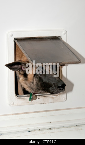 Portrait of a dog heading through a dog flap Stock Photo