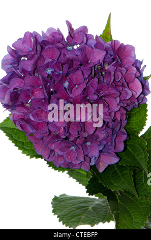 Lacecap Hydrangea (macrophylla normalis) isolated on white background. Stock Photo