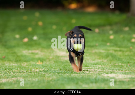 Puppy with tennis ball on grass. Stock Photo