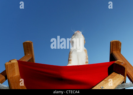 A ginger and white domestic cat looking up, sitting on a chair, seen from below, on a blue sky background. Stock Photo