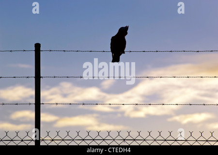 Bird silhouetted on a wire against a blue sunset sky Stock Photo