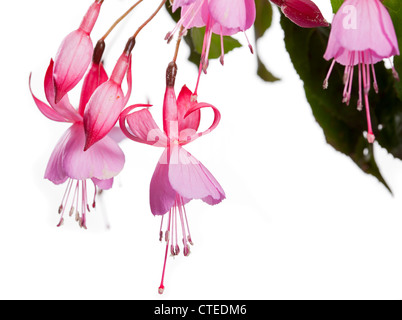 Fuchsia decorative flowering plant single branch with multiple