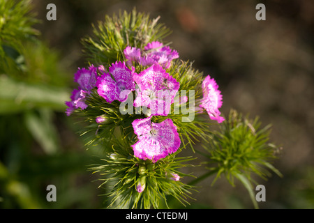 Sweet William, Borstnejlika (Dianthus barbatus) Stock Photo