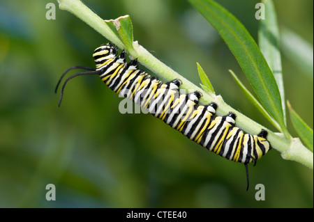 Monarch butterfly caterpillar in milkweed Stock Photo