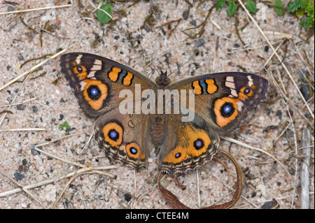 Meadow argus butterfly Stock Photo