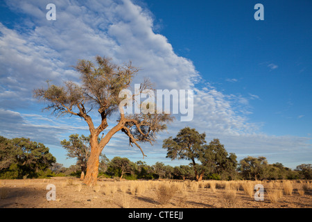Impressionen von Namibia, Brandberg, Erongo, Namibia Stock Photo