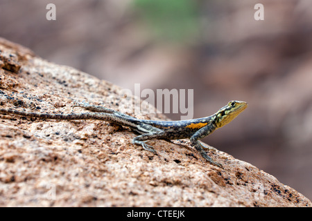 Female Common Agama, Agama agama, Brandberg, Erongo, Namibia Stock Photo