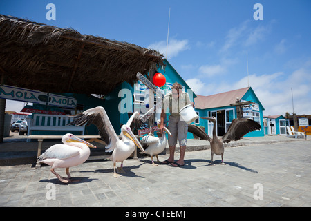 Feeding Great White Pelicans, Pelecanus onocrotalus, Walvis Bay, Namibia Stock Photo