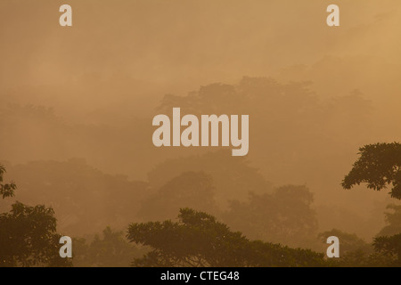 Damp rainforest at sunrise in Soberania national park, Republic of Panama. Stock Photo