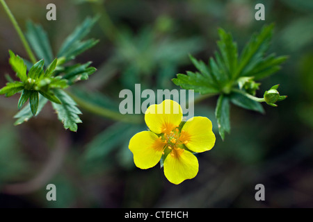 Close-up of Common Tormentil also known as Septfoil flower Stock Photo