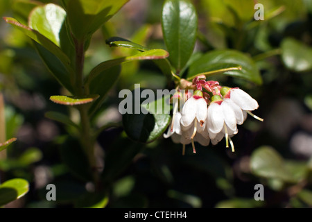 Close-up of Vaccinium vitis-idaea lingonberry or cowberry flowers in Kemeru National Park Latvia Stock Photo