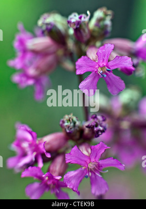 Silene viscaria or Sticky Catchfly flowers in closeup Kemeru National Park Latvia Stock Photo