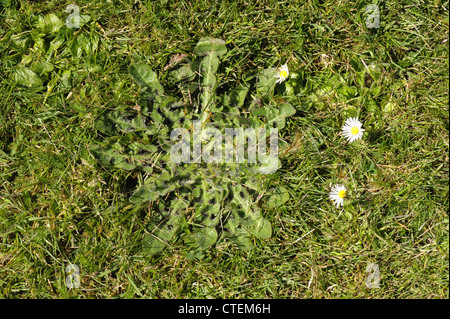 Smooth hawksbeard (Crepis capillaris) leaf rosette in a close mown grass lawn Stock Photo