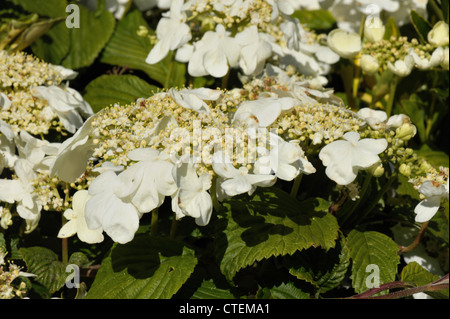 Japanese snowball bush Viburnum plicatum white flowers on ornamental shrub Stock Photo