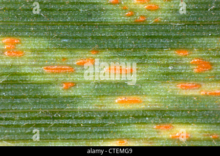 Striped or yellow rust Puccinia striiformis on wild grass leaves Stock Photo