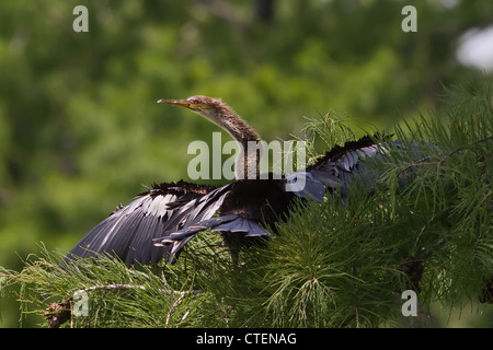 Anhinga sunning spreading its wings Stock Photo