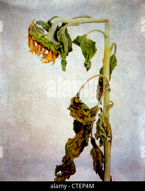 Withered exhausted sunflower, vintage look still life. Stock Photo