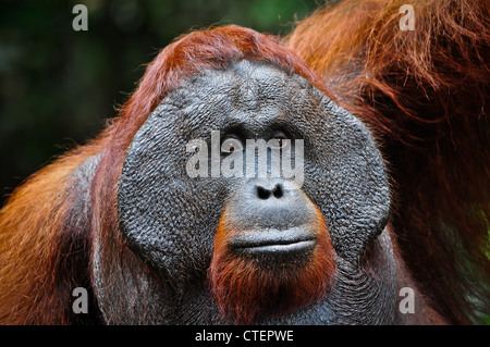 A wild but habituated, large male adult orangutan with developed cheekpads signifying his alpha male dominant status. Stock Photo