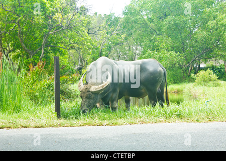 Stock Photo - Thai buffalo Stock Photo