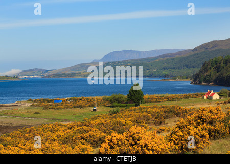 Stunning view to Loch Broom with yellow Gorse on Scottish west coast in summer. Wester Ross, Ross and Cromarty, Highland, Scotland, UK Stock Photo