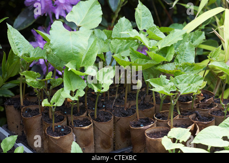 growing runner beans in toilet roll cardboard tubes in a greenhouse in UK Stock Photo