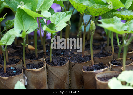 growing runner beans in toilet roll cardboard tubes in a greenhouse in UK Stock Photo