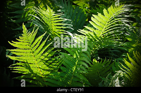 Forest fern green nature background Stock Photo