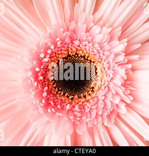 USA, Utah, Lehi, Close-up of pink daisy