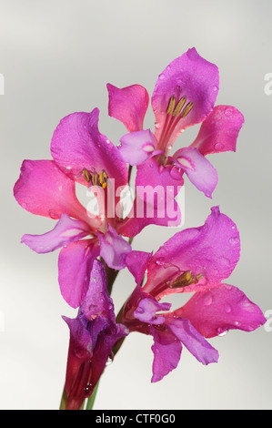 Illyrian Gladiolus (Gladiolus illyricus) Stock Photo