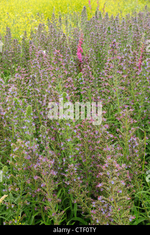 Violet-vein viper's bugloss (Echium lusitanicum) Stock Photo