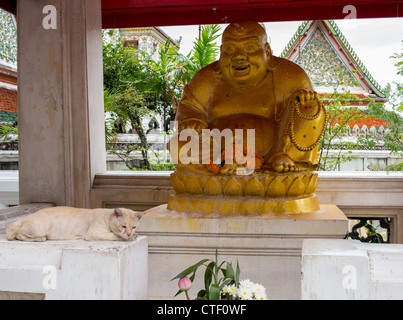 Cat slumbering by large fat golden buddha statue in Wat Po temple near Bangkok in Thailand Stock Photo
