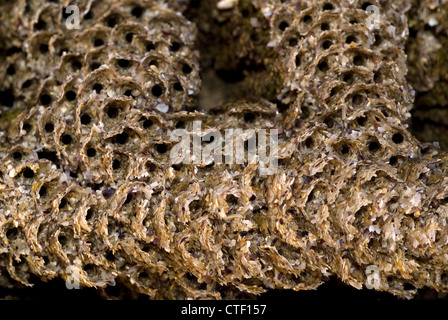 Honeycomb worm colony (Sabellaria alveolata) Stock Photo