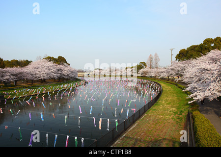 Carp streamer and Cherry tree, Japanese festival Stock Photo