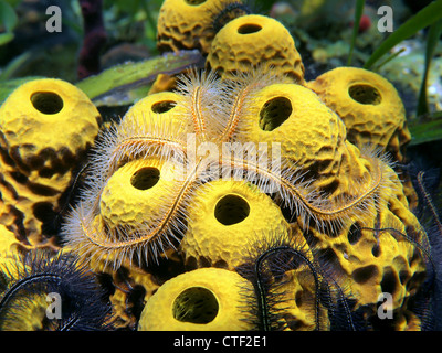 Close-up view of a Brittle star over yellow tube sponges Stock Photo