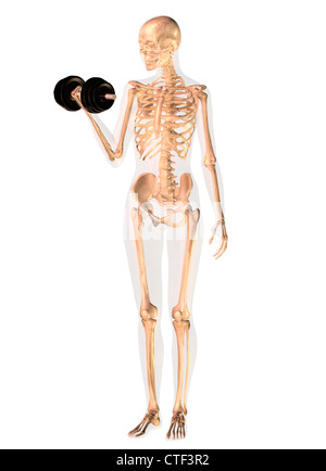 Conceptual image showing human skeleton doing workout Stock Photo