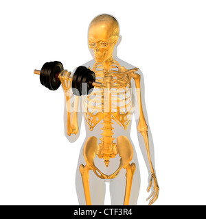 Conceptual image showing human skeleton doing workout Stock Photo