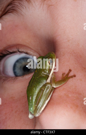 USA, Pennsylvania, Green frog sitting on face of terrified girl (12-13) Stock Photo