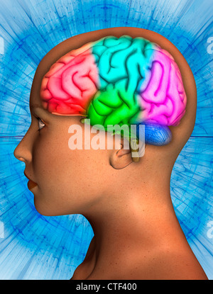 Digitally generated image of human head with inner human organs visible Stock Photo