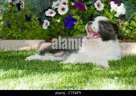 Nine-week-old border collie puppy Stock Photo